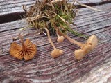 Tubaria conspersa image