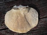 Trametes gibbosa image