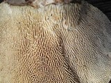 Trametes gibbosa image