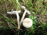 Agrocybe molesta image