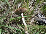 Agrocybe molesta image