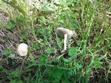 Agrocybe molesta image