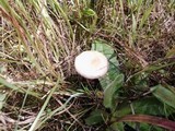 Agrocybe molesta image