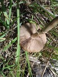 Agrocybe molesta image