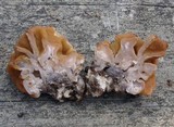 Gyromitra korfii image