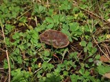 Coltricia perennis image