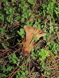 Coltricia perennis image