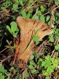 Coltricia perennis image