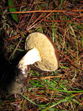 Suillus brevipes image