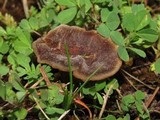 Coltricia perennis image