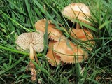 Marasmius oreades image