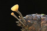 Ciboria rufofusca image