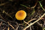 Rhizomarasmius pyrrhocephalus image