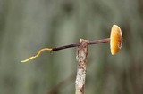 Rhizomarasmius pyrrhocephalus image
