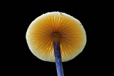 Rhizomarasmius pyrrhocephalus image