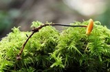 Rhizomarasmius pyrrhocephalus image