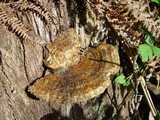 Daedalea quercina image