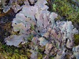 Peltigera praetextata image