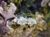 Peltigera praetextata image