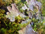 Peltigera praetextata image