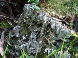 Peltigera membranacea image
