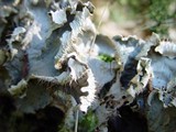Peltigera membranacea image