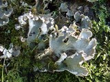 Peltigera membranacea image