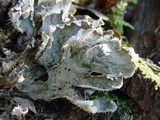 Peltigera membranacea image