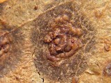 Aulographina eucalypti image