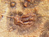 Aulographina eucalypti image