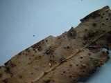 Aulographina eucalypti image