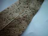 Aulographina eucalypti image