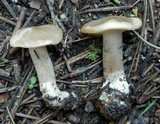 Clitocybe albirhiza image