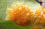 Allodus podophylli image