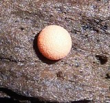 Lycogala epidendrum image