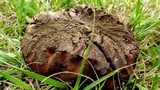 Calvatia cyathiformis image