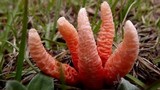 Clathrus archeri image