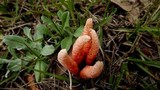 Clathrus archeri image