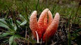 Clathrus archeri image