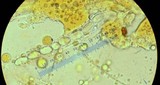 Geopyxis vulcanalis image