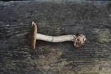 Amanita porphyria image
