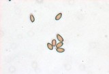 Agrocybe rivulosa image