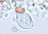 Agrocybe rivulosa image