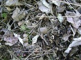 Entoloma vernum image