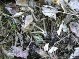 Entoloma vernum image