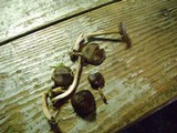Entoloma vernum image