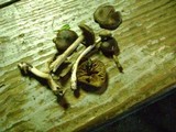 Entoloma vernum image