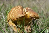 Boletus luridellus image