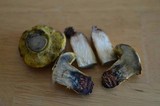 Boletus luridellus image