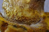 Boletus luridellus image